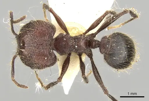 Pheidole fergusoni specimen CASENT0281642 image casent0281642_1