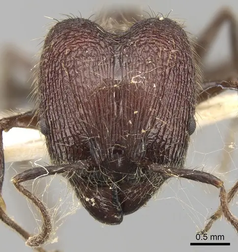 Pheidole fergusoni specimen CASENT0281642 image casent0281642_2