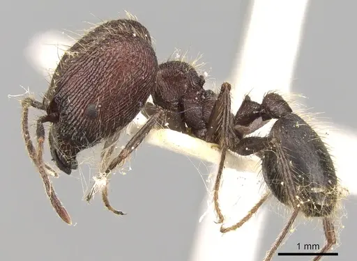 Pheidole fergusoni specimen CASENT0281642 image casent0281642_3