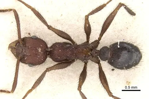Pheidole fergusoni specimen CASENT0281643 image casent0281643_1