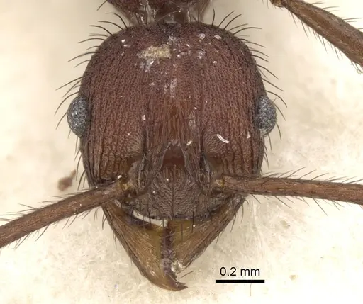 Pheidole fergusoni specimen CASENT0281643 image casent0281643_2