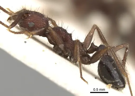 Pheidole fergusoni specimen CASENT0281643 image casent0281643_3