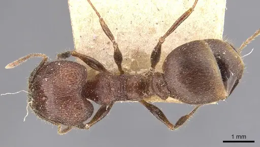 Pheidole fergusoni specimen CASENT0907877 image casent0907877_1