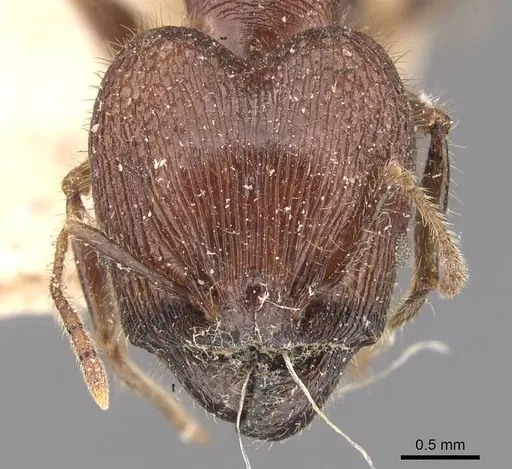 Pheidole fergusoni specimen CASENT0907877 image casent0907877_2
