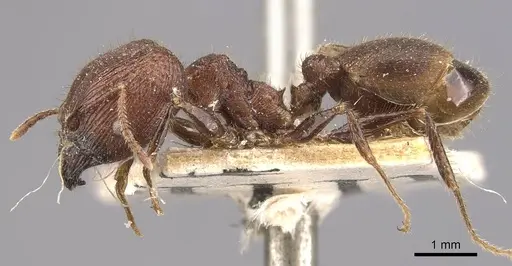 Pheidole fergusoni specimen CASENT0907877 image casent0907877_3