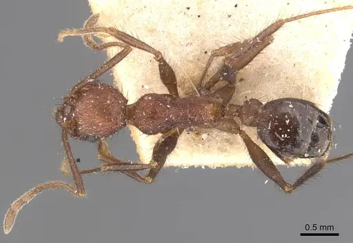 Pheidole fergusoni specimen CASENT0907878 image casent0907878_1