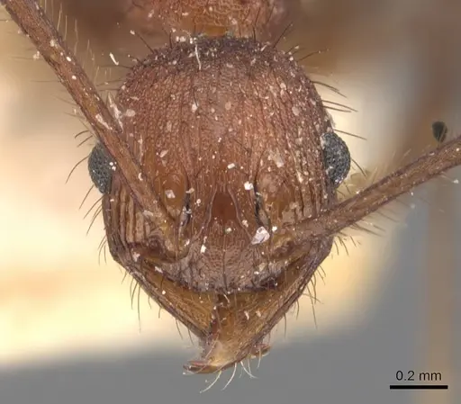 Pheidole fergusoni specimen CASENT0907878 image casent0907878_2