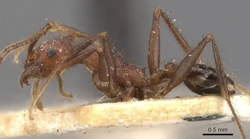 Pheidole fergusoni specimen CASENT0907878 image casent0907878_3