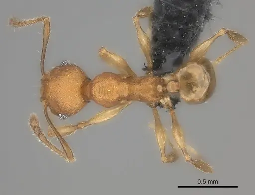 Pheidole ferruginea specimen CASENT0122564 image casent0122564_1