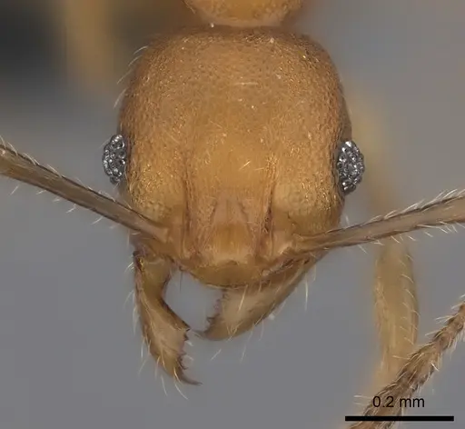 Pheidole ferruginea specimen CASENT0122564 image casent0122564_2