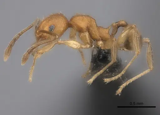 Pheidole ferruginea specimen CASENT0122564 image casent0122564_3