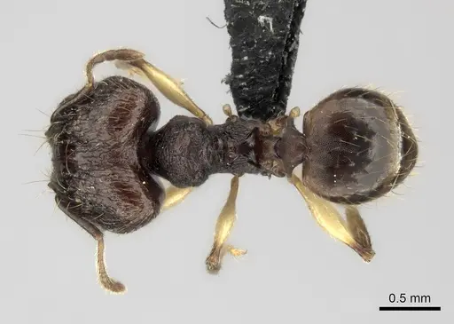Pheidole ferruginea specimen CASENT0128696 image casent0128696_1