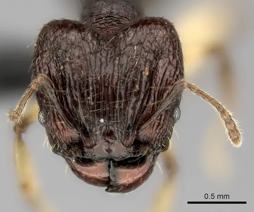 Pheidole ferruginea specimen CASENT0128696 image casent0128696_2