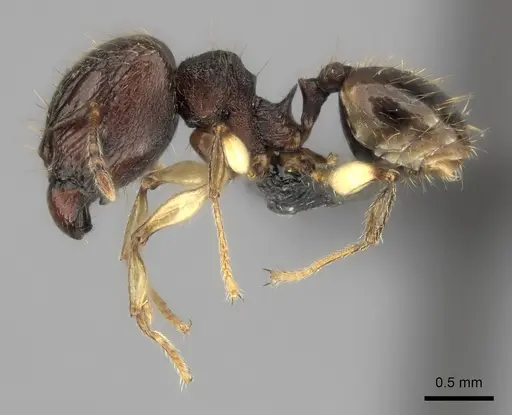 Pheidole ferruginea specimen CASENT0128696 image casent0128696_3