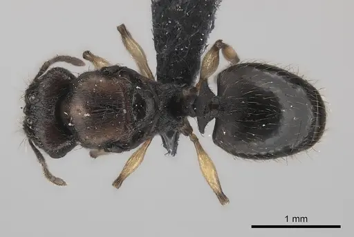 Pheidole ferruginea specimen CASENT0150522 image casent0150522_1