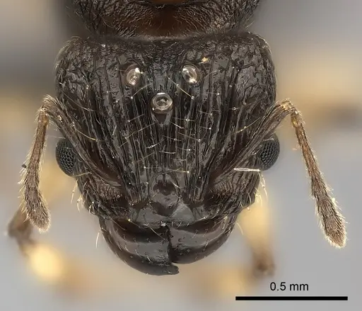 Pheidole ferruginea specimen CASENT0150522 image casent0150522_2