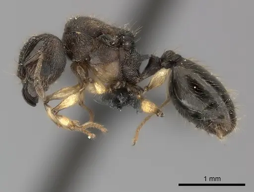 Pheidole ferruginea specimen CASENT0150522 image casent0150522_3