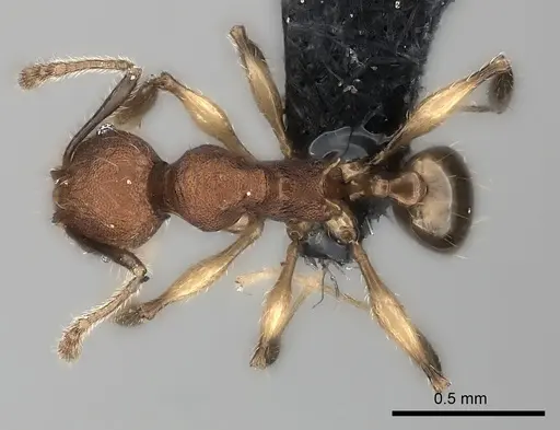 Pheidole ferruginea specimen CASENT0150523 image casent0150523_1