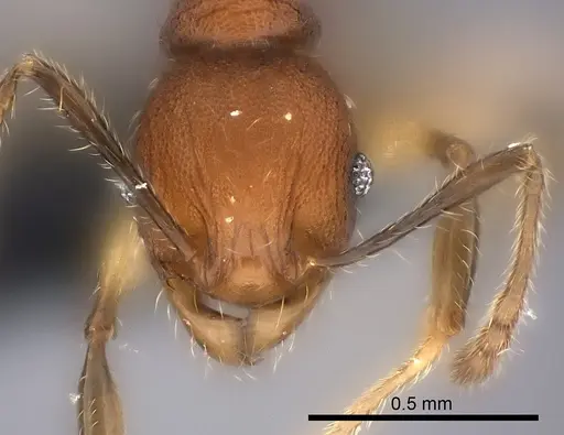 Pheidole ferruginea specimen CASENT0150523 image casent0150523_2