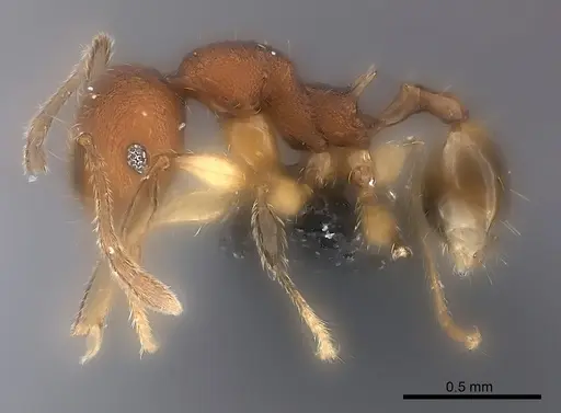 Pheidole ferruginea specimen CASENT0150523 image casent0150523_3