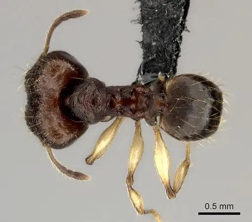 Pheidole ferruginea specimen CASENT0153314 image casent0153314_1