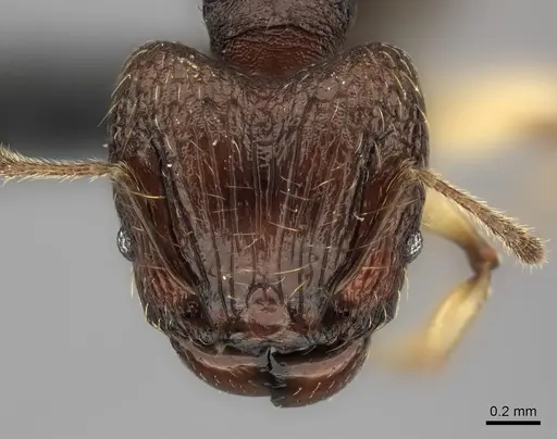 Pheidole ferruginea specimen CASENT0153314 image casent0153314_2