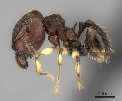 Pheidole ferruginea specimen CASENT0153314 image casent0153314_3