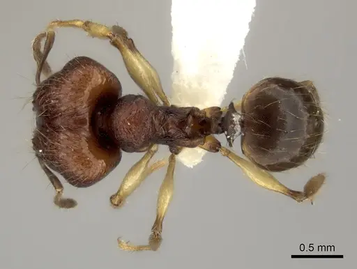 Pheidole ferruginea specimen CASENT0198916 image casent0198916_1