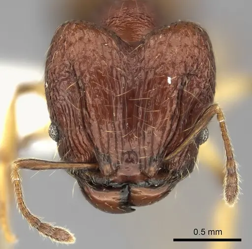 Pheidole ferruginea specimen CASENT0198916 image casent0198916_2