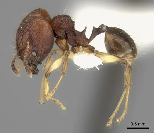 Pheidole ferruginea specimen CASENT0198916 image casent0198916_3