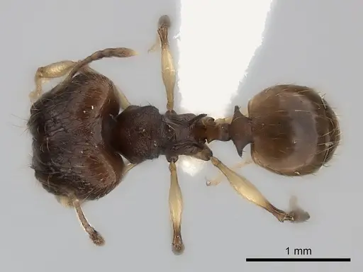 Pheidole ferruginea specimen CASENT0217984 image casent0217984_1