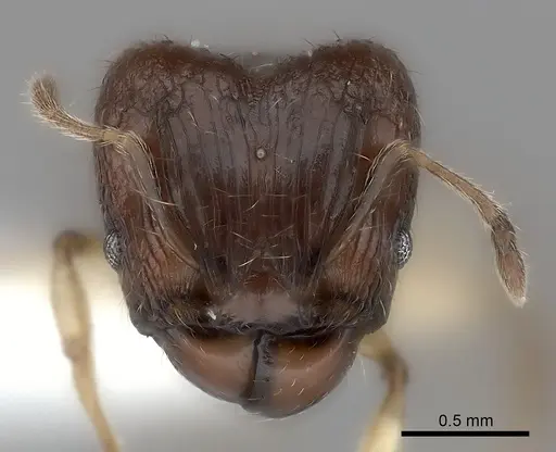 Pheidole ferruginea specimen CASENT0217984 image casent0217984_2