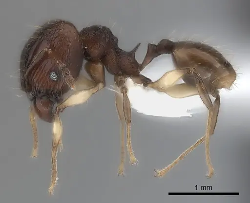 Pheidole ferruginea specimen CASENT0217984 image casent0217984_3