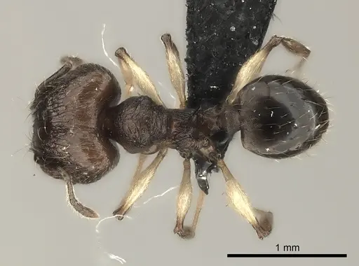 Pheidole ferruginea specimen CASENT0217989 image casent0217989_1