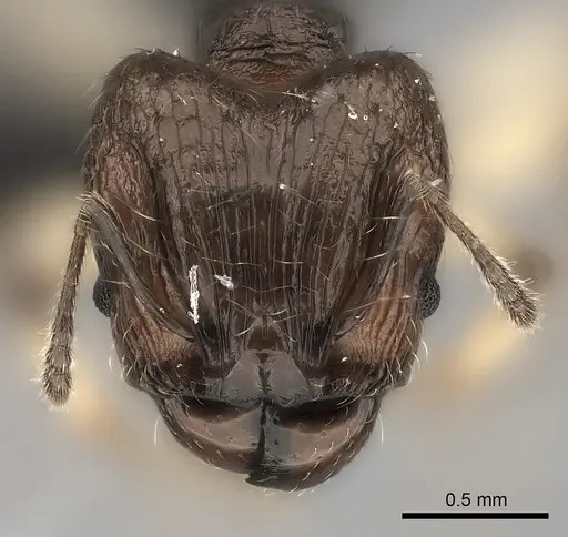 Pheidole ferruginea specimen CASENT0217989 image casent0217989_2