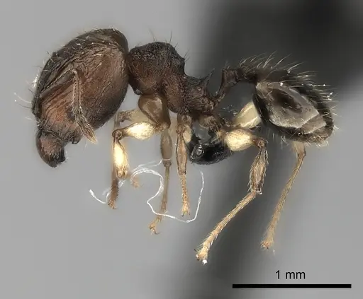 Pheidole ferruginea specimen CASENT0217989 image casent0217989_3