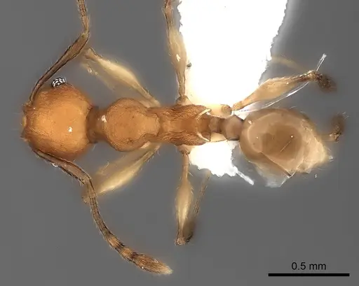 Pheidole ferruginea specimen CASENT0217992 image casent0217992_1