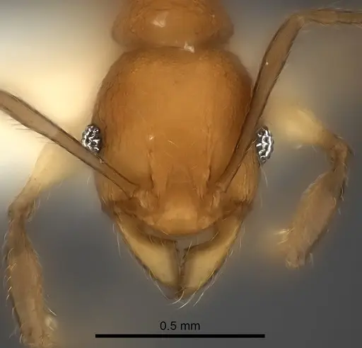 Pheidole ferruginea specimen CASENT0217992 image casent0217992_2