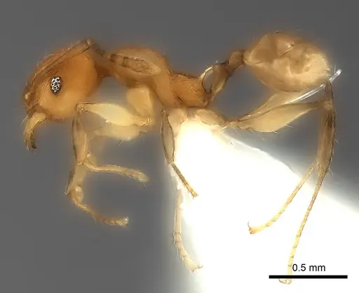 Pheidole ferruginea specimen CASENT0217992 image casent0217992_3