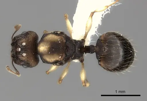 Pheidole ferruginea specimen CASENT0217993 image casent0217993_1