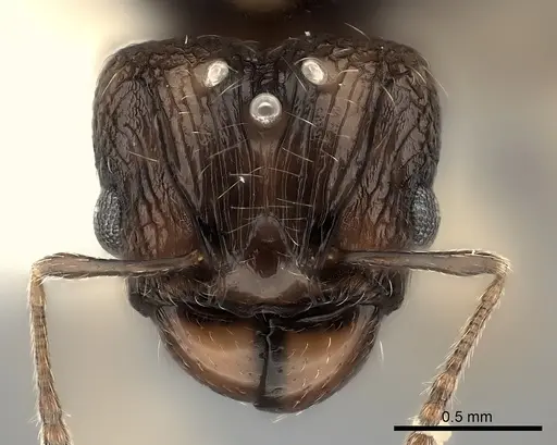 Pheidole ferruginea specimen CASENT0217993 image casent0217993_2
