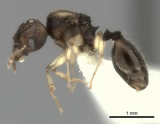 Pheidole ferruginea specimen CASENT0217993 image casent0217993_3