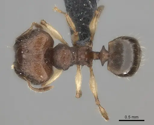 Pheidole ferruginea specimen CASENT0235025 image casent0235025_1