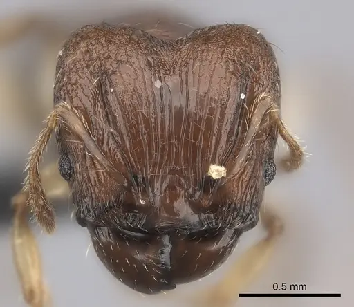 Pheidole ferruginea specimen CASENT0235025 image casent0235025_2