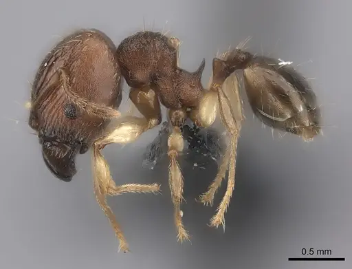 Pheidole ferruginea specimen CASENT0235025 image casent0235025_3