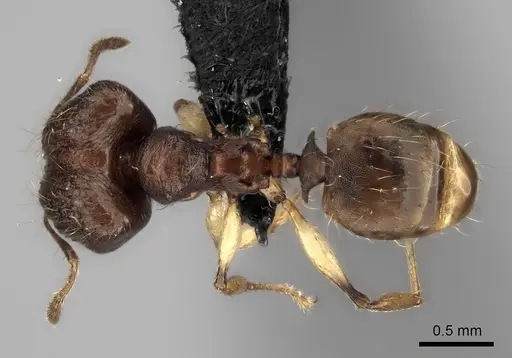Pheidole ferruginea specimen CASENT0494917 image casent0494917_1