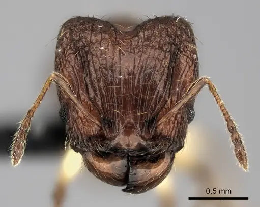 Pheidole ferruginea specimen CASENT0494917 image casent0494917_2