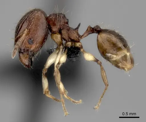 Pheidole ferruginea specimen CASENT0494917 image casent0494917_3