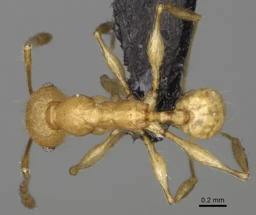 Pheidole ferruginea specimen CASENT0494994 image casent0494994_1