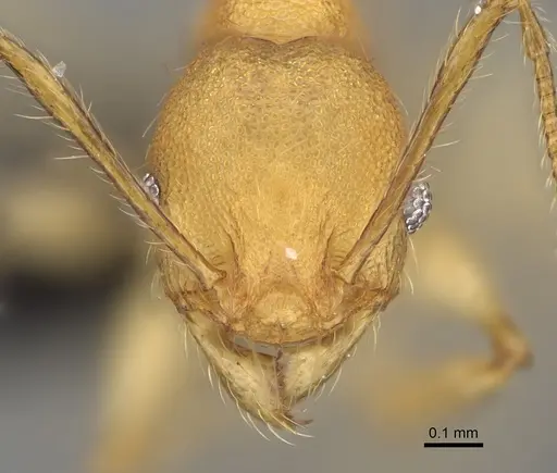 Pheidole ferruginea specimen CASENT0494994 image casent0494994_2